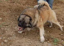 На Ставрополье мальчика загрызла кавказская овчарка