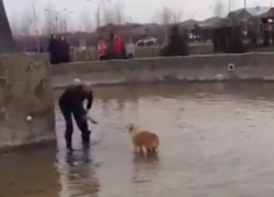 Трогательное спасение упавшей в фонтан собаки попало на видео под Ставрополем 