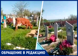 Коровы пасутся среди могил: жители Ставрополья ошарашены безразличием властей к осквернению кладбища