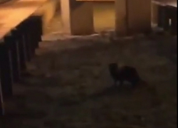 Прогулка любопытного енота возле "Ленты" попала на видео под Ставрополем