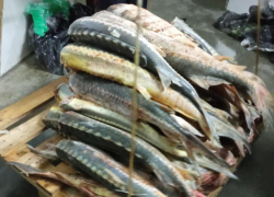 На Ставрополье расследуют уголовное дело о незаконной добыче краснокнижной рыбы на 4,7 миллиона рублей
