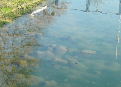 Нетрезвый мужчина утонул на Ставрополье