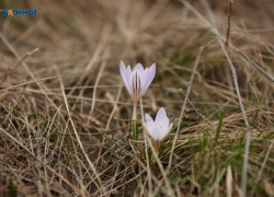 Потепление в Международный женский день пообещали на Ставрополье федеральные синоптики
