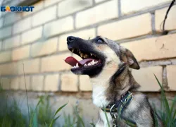 Пытавшийся спасти от собак 9-летнюю девочку в Ставрополе сам попал под уголовку?