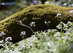 Дожди с грозами и температуру до +23 оставит после себя март на Ставрополье 