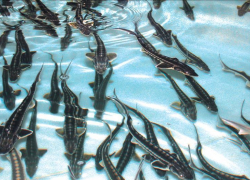 Ставрополье превратят в крупный рыбоводческий регион