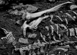 На Ставрополье нашли человеческие останки предположительно времен ВОВ