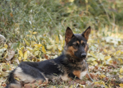 Ставропольская собака Рексона ищет свой дом