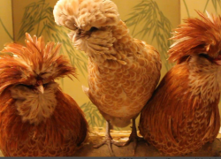 У жителя Спицевки украли живность и инструменты