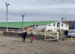 Глава Железноводска предложил забрать часть лошадей с конезавода в Александровском округе в конюшню