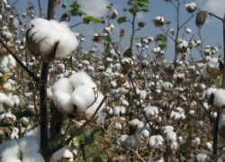 Ставрополье засеют тремя тысячами гектаров хлопка 