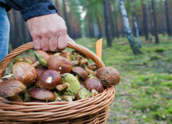 Ставрополец отравился собранными грибами