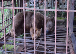 Медведицу три года кормят помоями и не убирают клетку в санатории  Ессентуков 