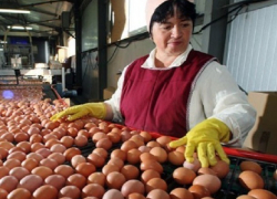 Куриными яйцами завалить Ставрополье собирается сельская птицефабрика 