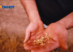 Более 6 тысяч тонн кукурузы без документов поехали из КЧР на Ставрополье и в другие регионы