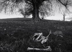 В Буденновске обнаружили человеческие останки при проведении работ под одним из домов