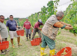 Ставропольские власти предоставят аграриям свыше 7 млрд рублей субсидий