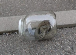 В детский сад Ставрополя заползла агрессивная змея 