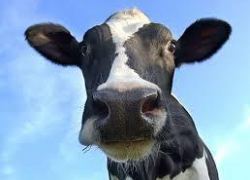 Завершено расследование по делу о продаже говядины, зараженной бруцеллезом