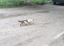 Дети-живодеры из Пятигорска сломали кошке позвоночник булыжником