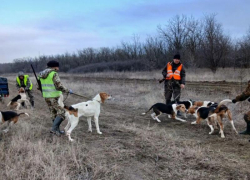 Шакалы продолжают досаждать жителям ставропольских сел 