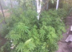 85 кустов конопли выращивал мужчина на своем дворе на Ставрополье