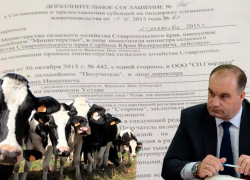 Ставропольские рога и копыта: бизнесмены продали себе своих же коров и получили субсидию 22 млн руб