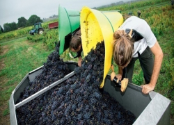 Французам понравилось произведенное на Ставрополье вино