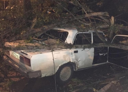 Огромное дерево рухнуло на крышу ВАЗа на Ставрополье