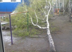 Ураган вырвал березу с корнем в Ессентуках