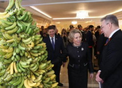 Новые тепличные комплексы по выращиванию бананов появятся в Невинномысске в 2026 году 