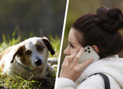 Горожане стали чаще жаловаться в мэрию Ставрополя на собак после трагедии с 9-летней девочкой