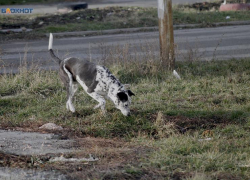 Счет пошел на тысячи: сколько жителей Ставрополья покусали собаки в 2023 году?
