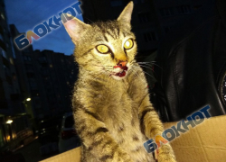 Молодой живодер вбивал ногами в асфальт голову беременной кошки на глазах плачущих детей в Ставрополе