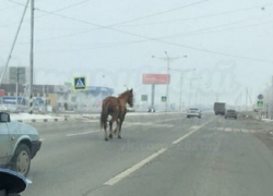 Бежавшую по автодороге в Ставрополе лошадь сравнили с кандидатом в президенты