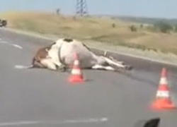 "Не добежала": в пригороде Ставрополя насмерть сбили корову 