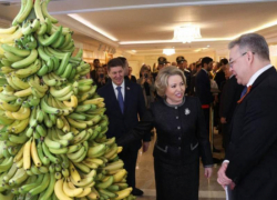 Ставрополье меняет пшеницу на бананы? Первый урожай российских тропиков ждут в 2027 году