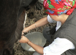 Производство молока и мяса упало в Ставропольском крае 