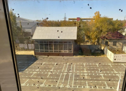 «Выловила штук 40»: божьи коровки облепили окна у жителей Ставрополя 