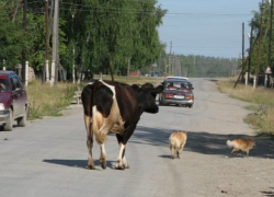 На Ставрополье "Опель" врезался в корову: двое находятся в больнице