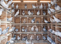 Пьяный вор упал с велосипеда и раздавил голубей на Ставрополье