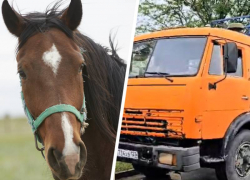 Краевой следком расследует дело по факту жестокого обращения с лошадьми на конеферме в Александровском округе 