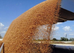 Директор фирмы Ставрополья за мошенничество с зерном может сесть в тюрьму на 10 лет