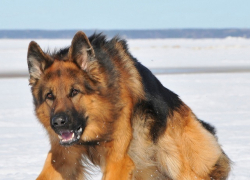 Собака помешала передать наркотики заключенному