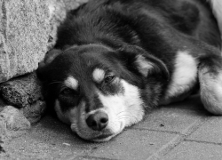 В одном из микрорайонов Пятигорска массово умирают собаки