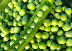 Горох, нут и подсолнечное масло со Ставрополья появятся на столах жителей Ирана и Пакистана