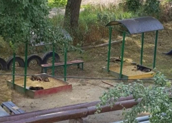 Бездомные собаки в песочнице испугали жителей Ставрополя