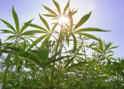 В Изобильненском районе мужчина на кошаре выращивал наркотики