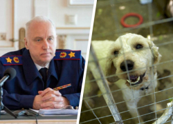 Нападение собак на 12-летнего ребенка в Ессентуках привлекло внимание Александра Бастрыкина