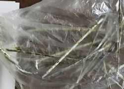   Нестандартный способ переправки наркотиков в колонию придумала женщина на Ставрополье